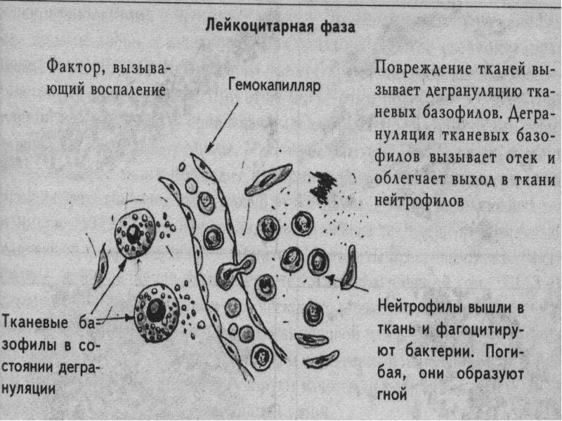 тонковолокнистая костная ткань препарат. эпителиальная ткань животных строение и функции. морфология тканей. морфология тканей. виды тканей гистология.