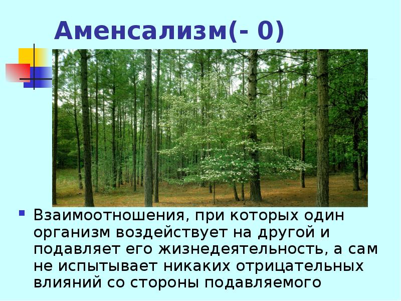 Аменсализм. Аменсализм и Аллелопатия. Аменсализм у грибов. Аменсализм сине зеленые водоросли. ЕГЭ аменсализм.