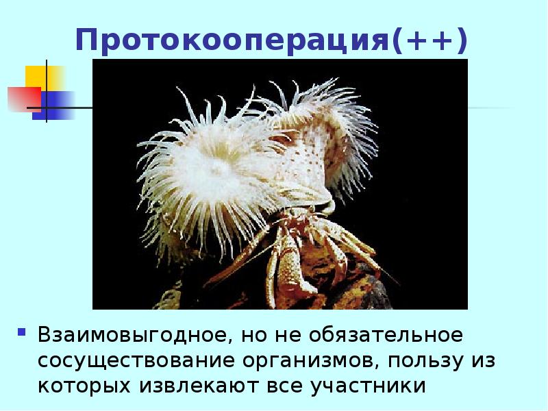 Протокооперация. Протокооперация микроорганизмов. Сосуществование организмов. Биотические факторы протокооперация. Взаимополезные отношения протокооперация примеры.