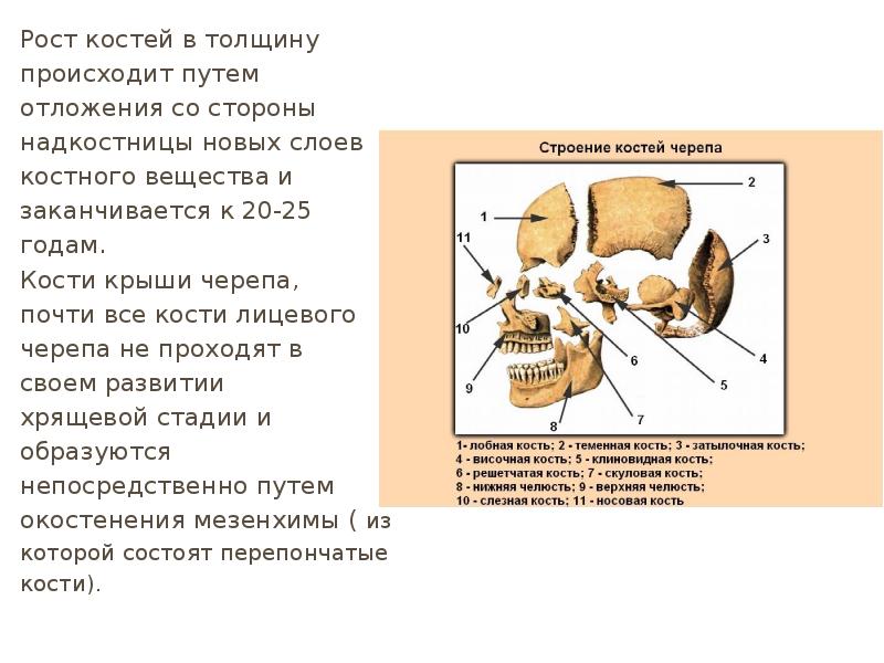 костный возраст 9 лет рентген. оценка костяного возраста. костный год. костный возраст. костный возраст кисти таблица.