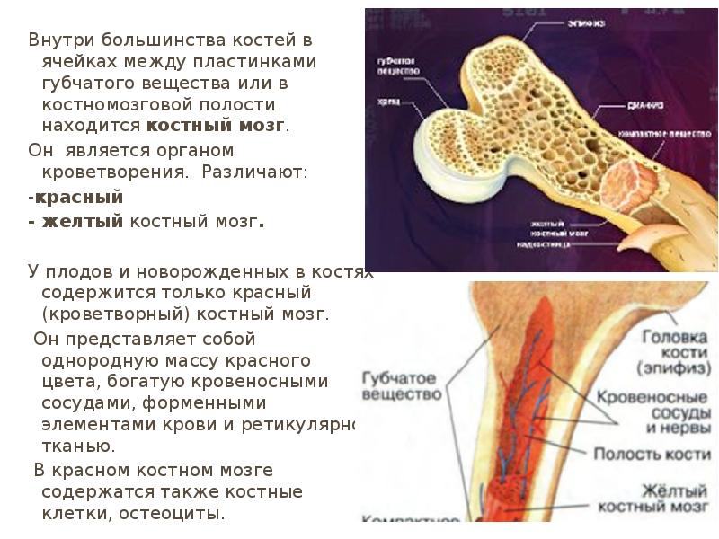 Элемент образующийся в красном костном мозге