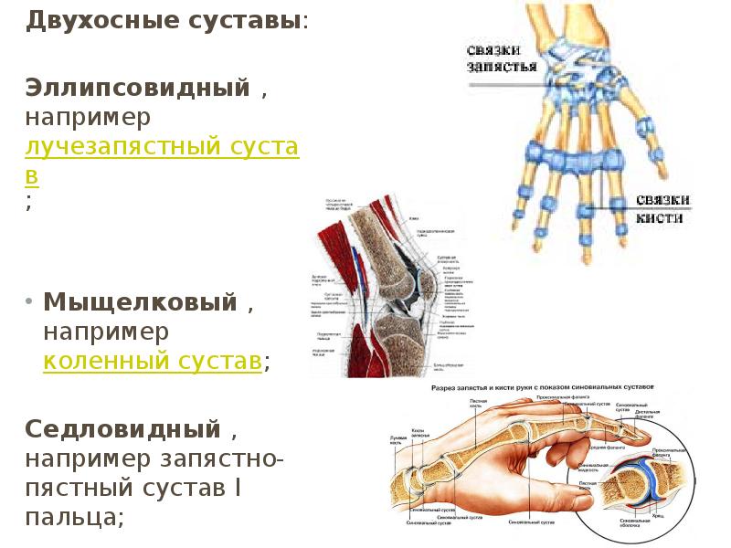 Мыщелковый сустав