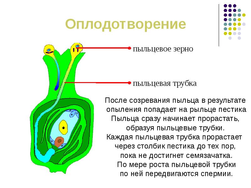 Биология 6 класс размножение и оплодотворение у растений презентация