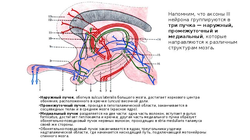 Обонятельный анализатор презентация