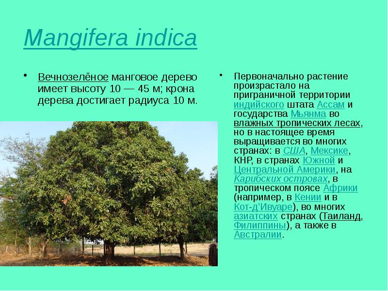 Растительные ресурсы презентация