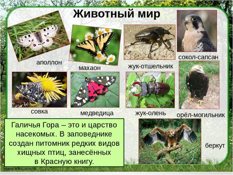 Красная книга старшая группа презентация