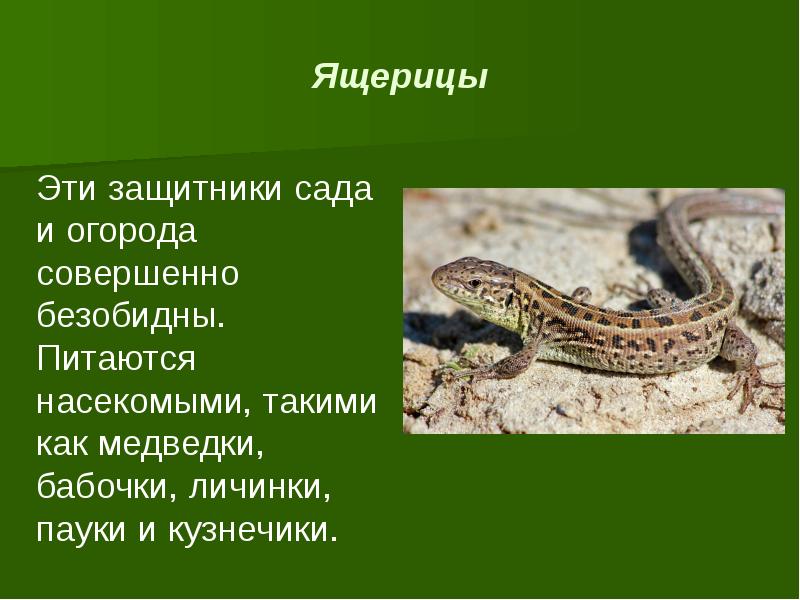 Ящерицы Эти защитники сада и огорода совершенно безобидны. Питаются насекомыми, такими