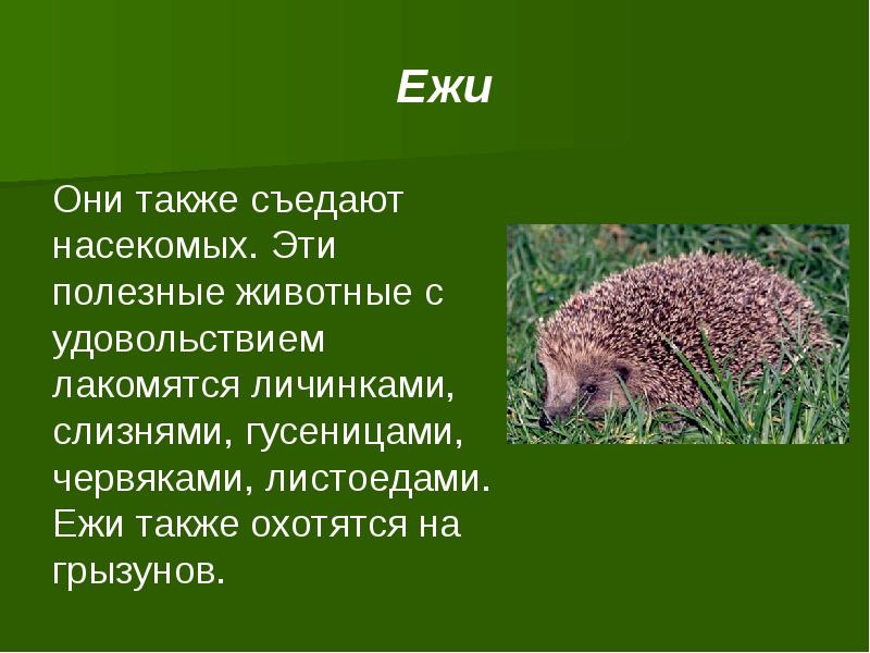  Ежи Они также съедают насекомых. Эти полезные животные с удовольствием лакомятся