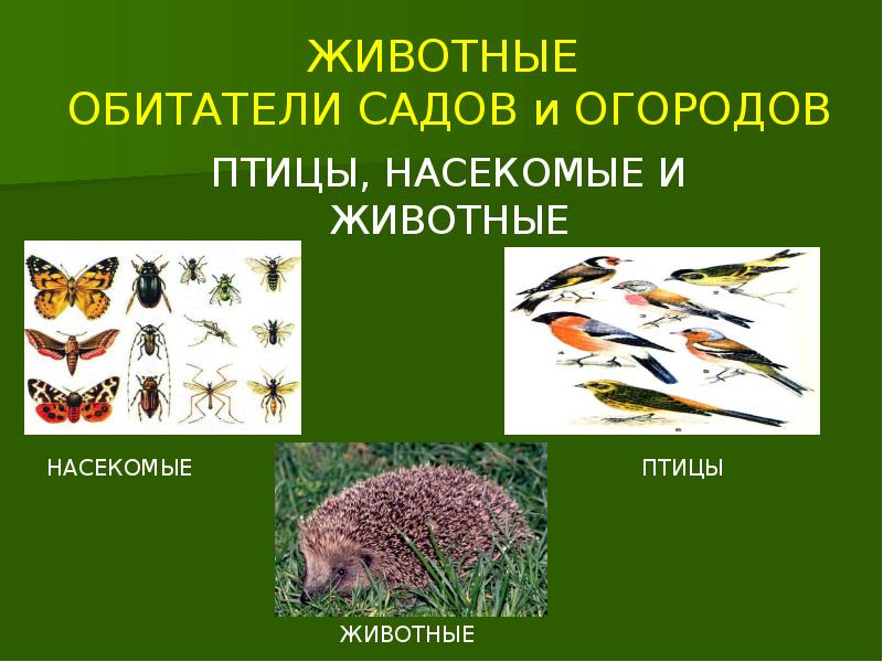 ЖИВОТНЫЕ ОБИТАТЕЛИ САДОВ и ОГОРОДОВ