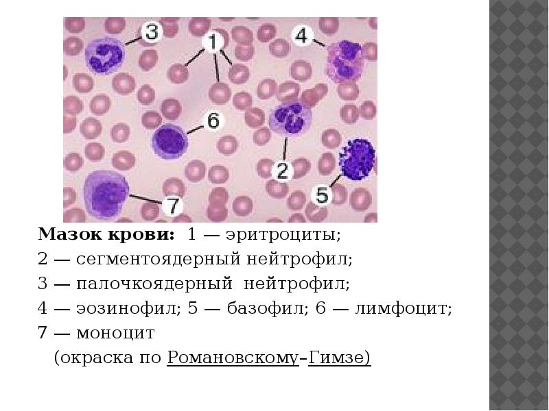 Мазок крови рисунок