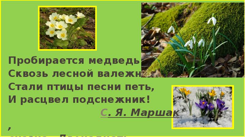 Т белозеров подснежник с маршак апрель 1 класс школа россии презентация