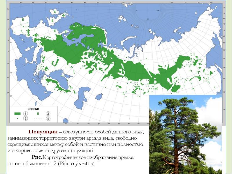 Ареалы высокой и низкой плотности