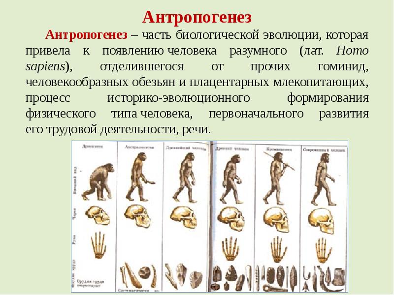 Эволюционная теория презентация