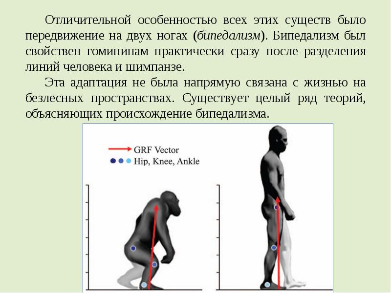 Обеспечивает прямохождение человека. Передвижение на двух ногах Эволюция. Бипедализм. Эволюционная теория. Прямохождение человека.