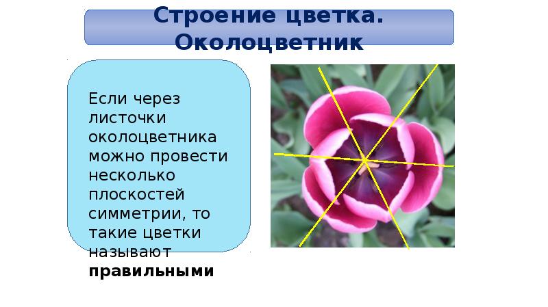 Цветок строение и значение презентация 6 класс. Строение двудольных цветков. Строение цветка двудольных. Сколько лепестков у двудольных. Типы симметрии двудольнач.