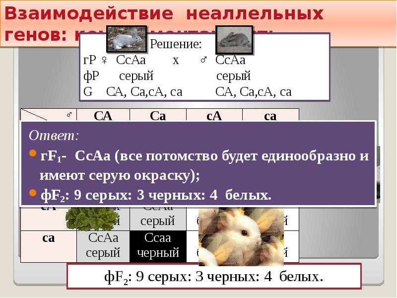 Неаллельное действие генов. Взаимодействие неаллельных генов. Задачи на взаимодействие неаллельных генов с решением. Взаимодействие неаллельных генов тесты. Неаллельное взаимодействие генов расщепление.