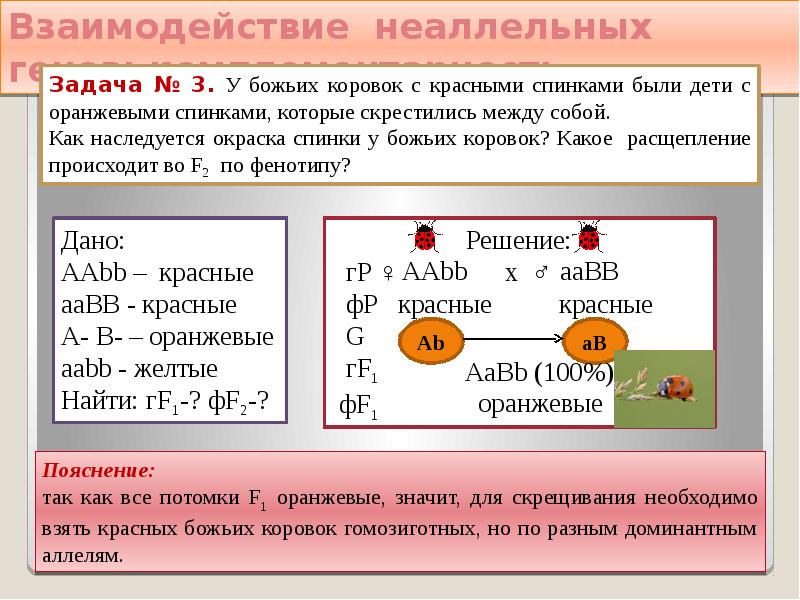 Презентация взаимодействие неаллельных генов 10 класс презентация