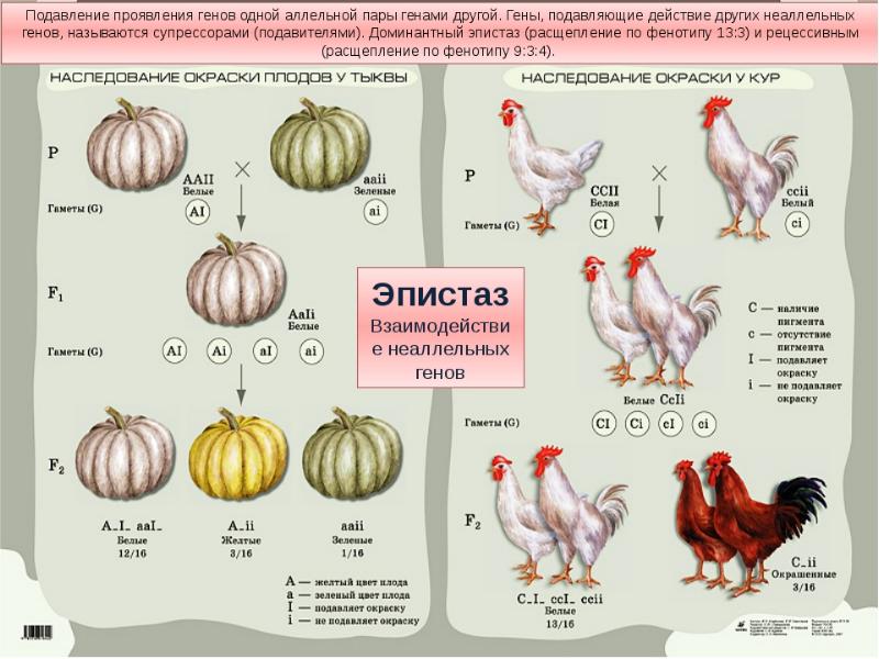 Неаллельные гены презентация