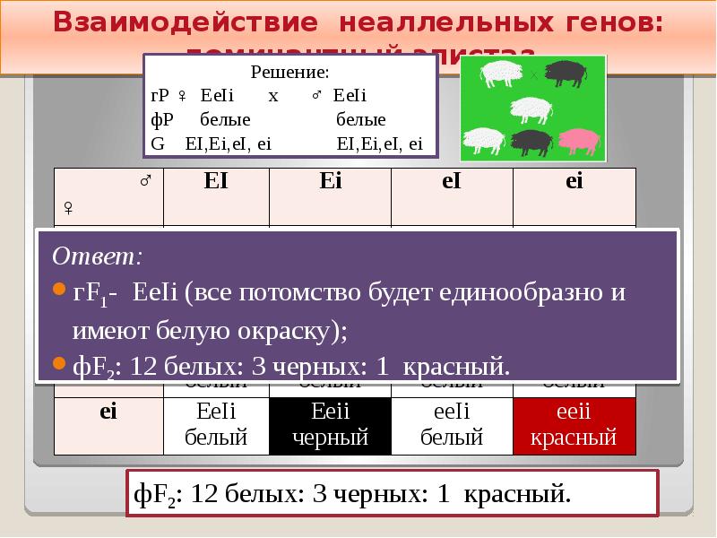 Две пары несцепленных неаллельных генов