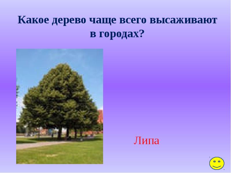 Деревья чаще. Деревья часто высаживаемые в городах. Какие деревья чаще всего встречаются в сказках. Какое дерево простое. Какое мое дерево.