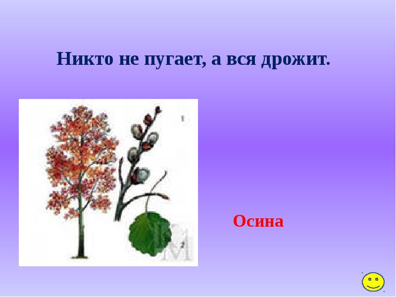 Никто не пугает а вся. Никто не пугает а вся дрожит. Никто не пугает а вся дрожит отгадка. Загадка не кто не пугает а вся дрожит.