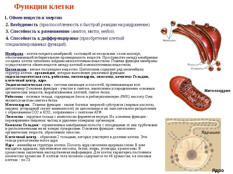 Клеточные функции. Функции клетки. Основные функции клетки. Функции выполняемые клеткой. Основная функция клетки.