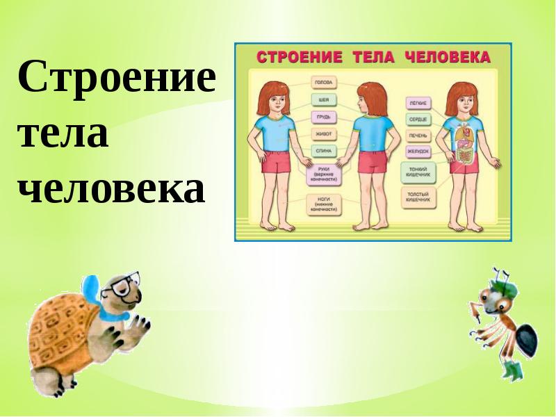 2 класс строение человека презентация