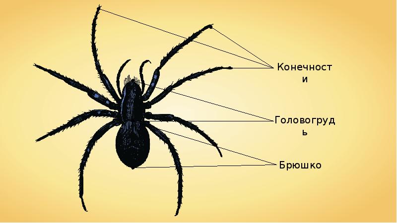 Картинки паукообразные 3 класс