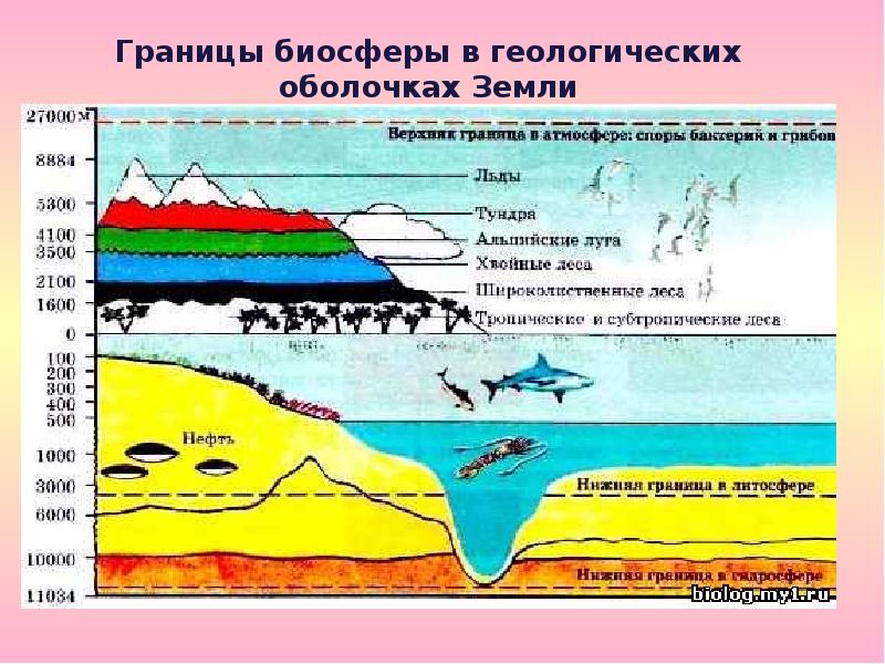 Границы биосферы презентация