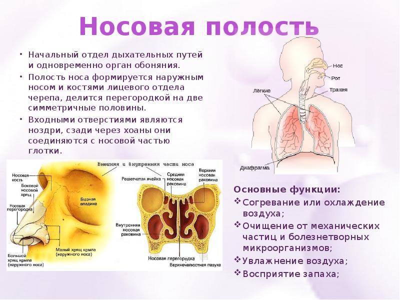 Обозначьте на схеме зоны носовой полости воспринимающие запахи