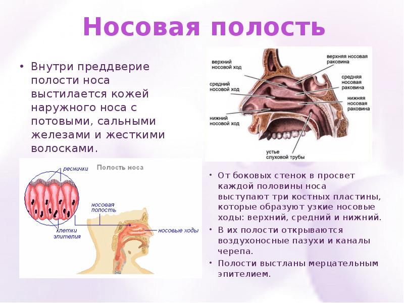 Носовая полость какая ткань