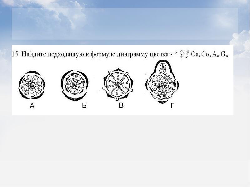 Диаграмма цветка березы