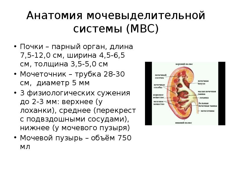 Заболевания мочевыделительной системы и беременность презентация