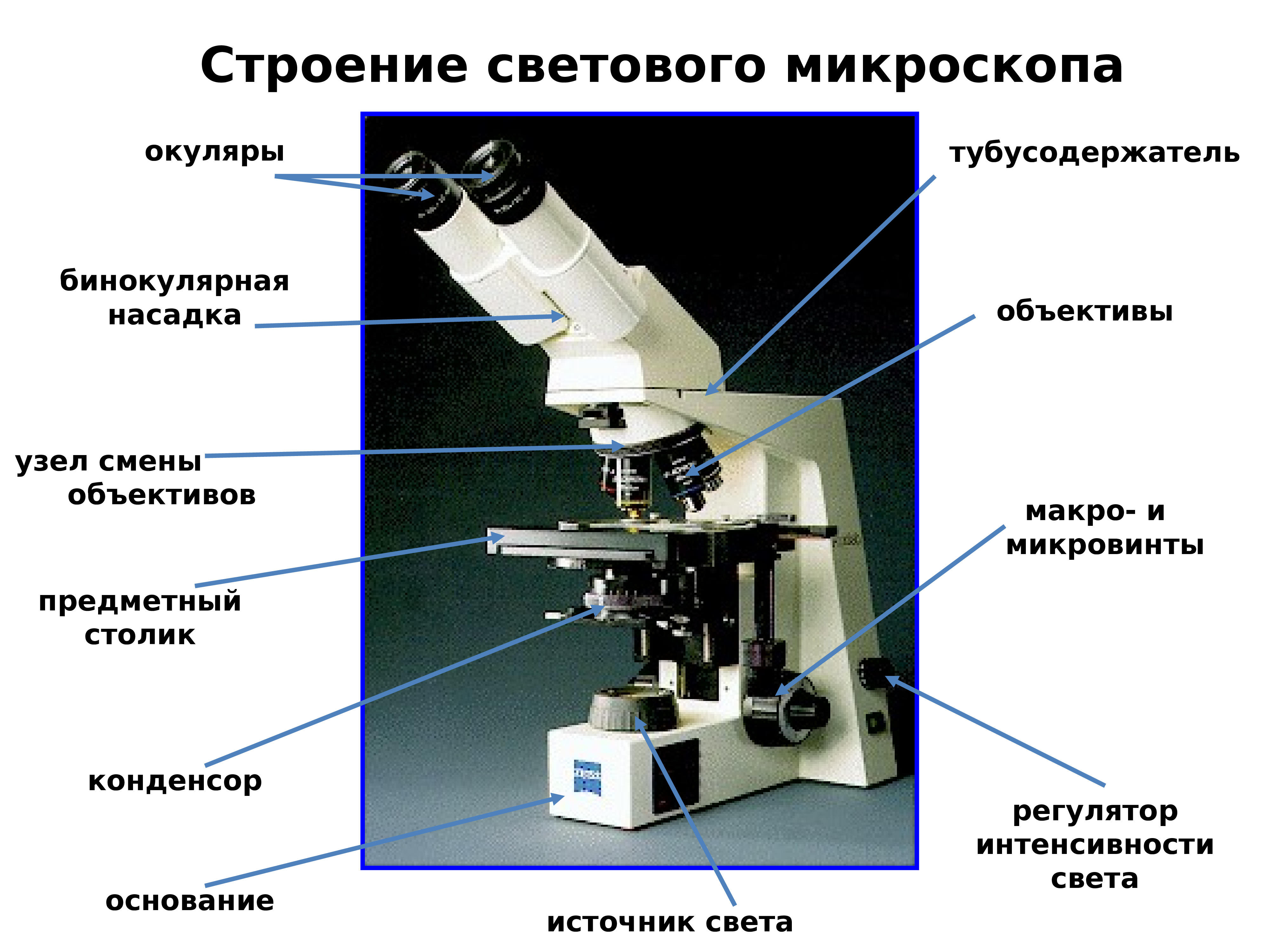 Оптическая микроскопия. Световой микроскоп строение макровинт. Световой микроскоп строение конденсор. Строение микроскопа тубусодержатель. Строение светового микроскопа гистология.