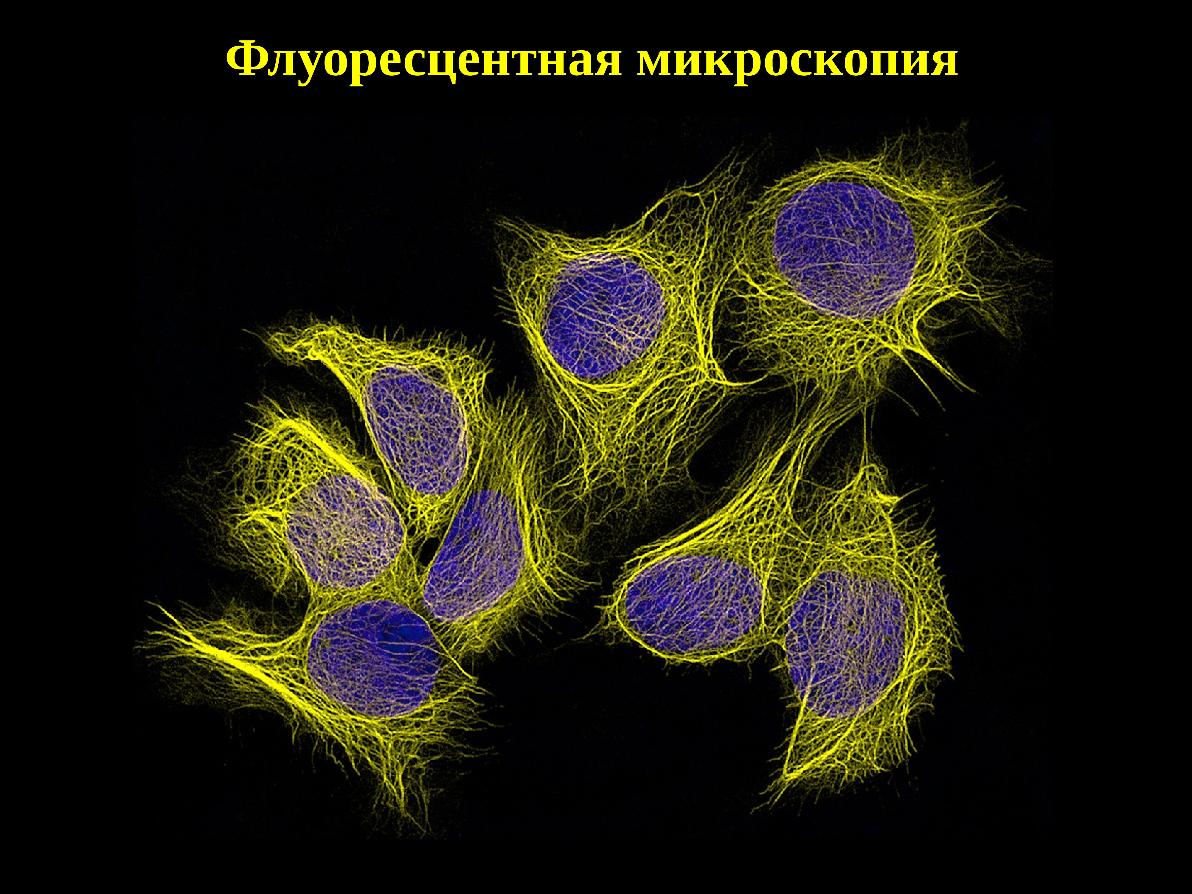 Световая микроскопия. Микроскопия. Световая микроскопия снимки. Световая микроскопия генетика.