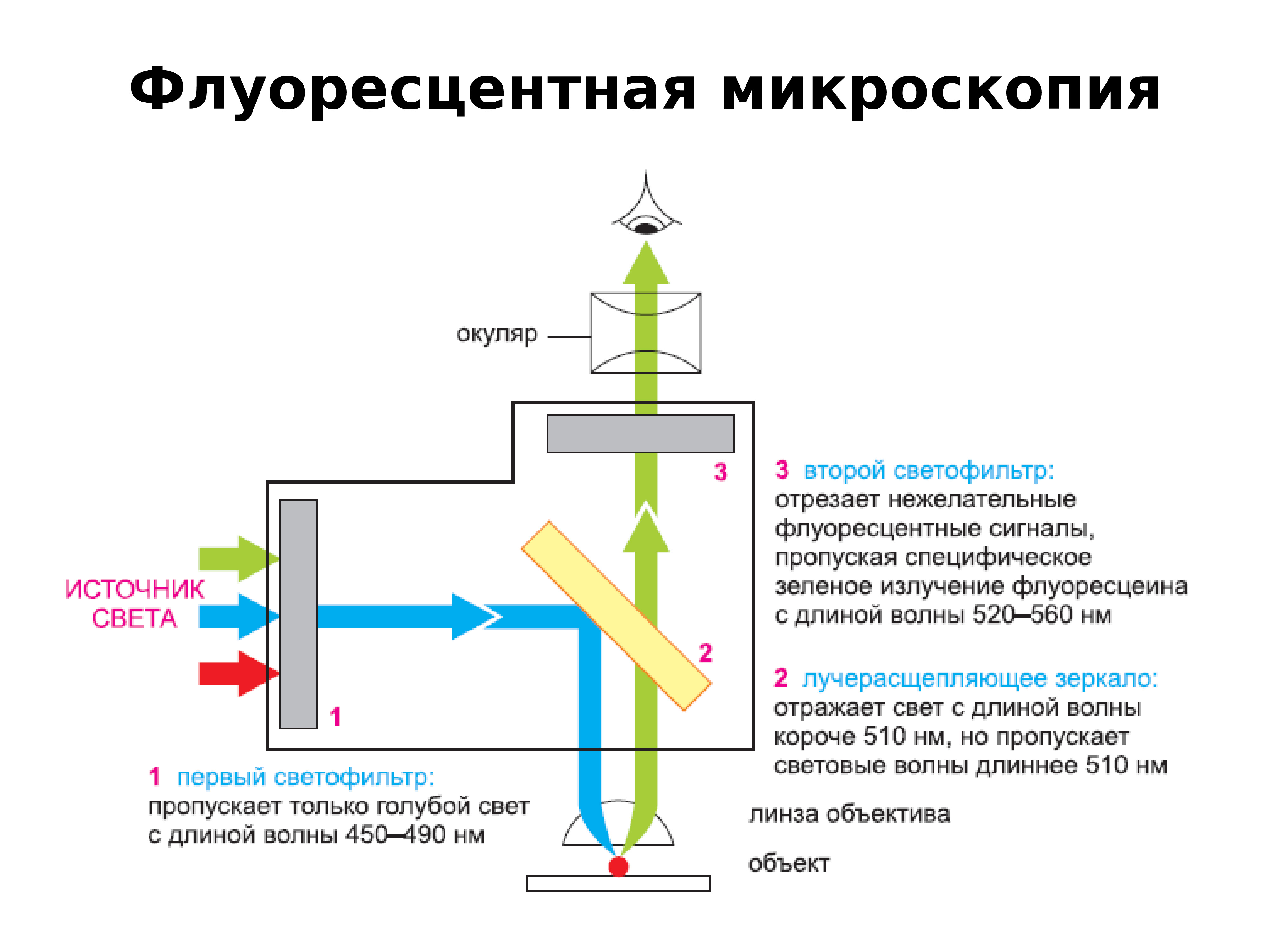 Форум микроскопии