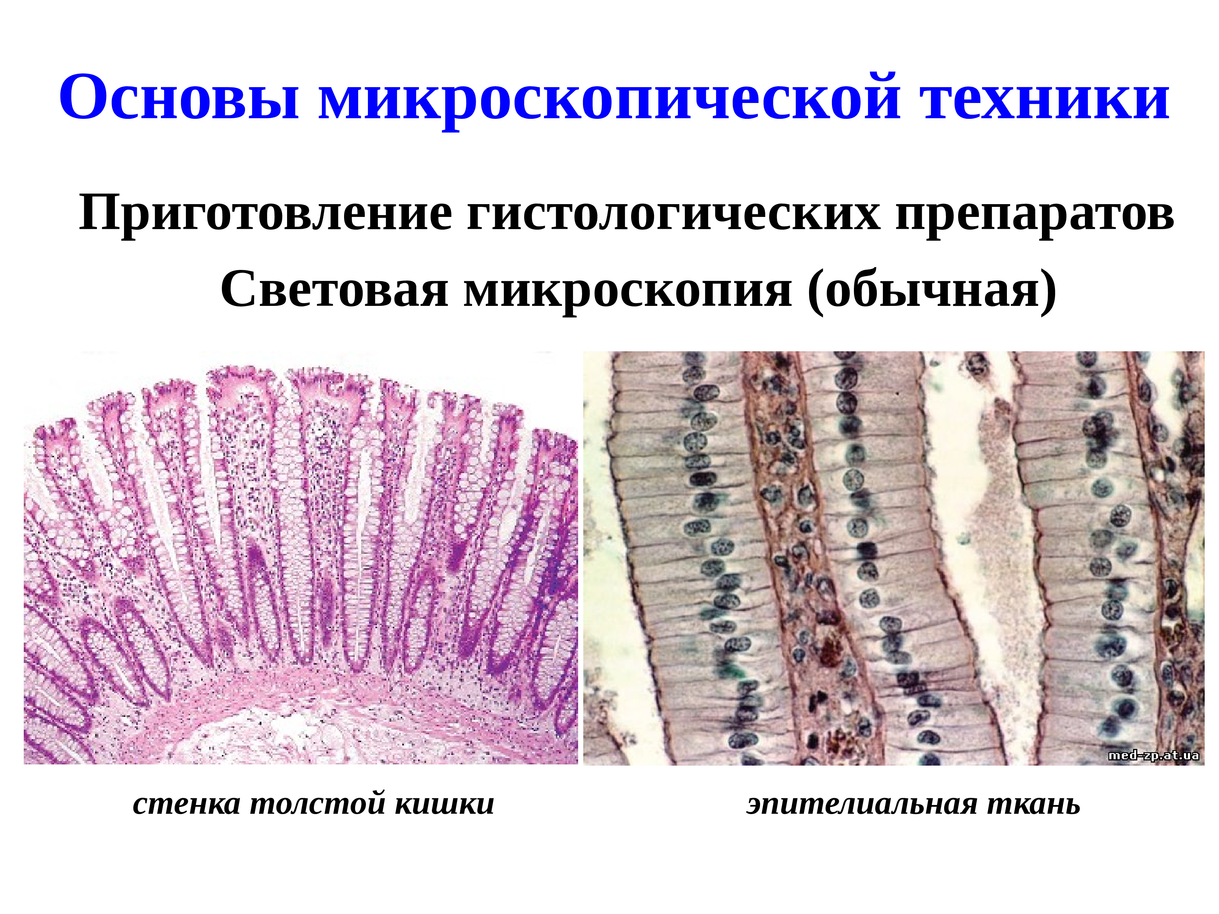 Микроскопия гистологических препаратов. Микроскопическая техника в гистологии. Основы микроскопической техники..