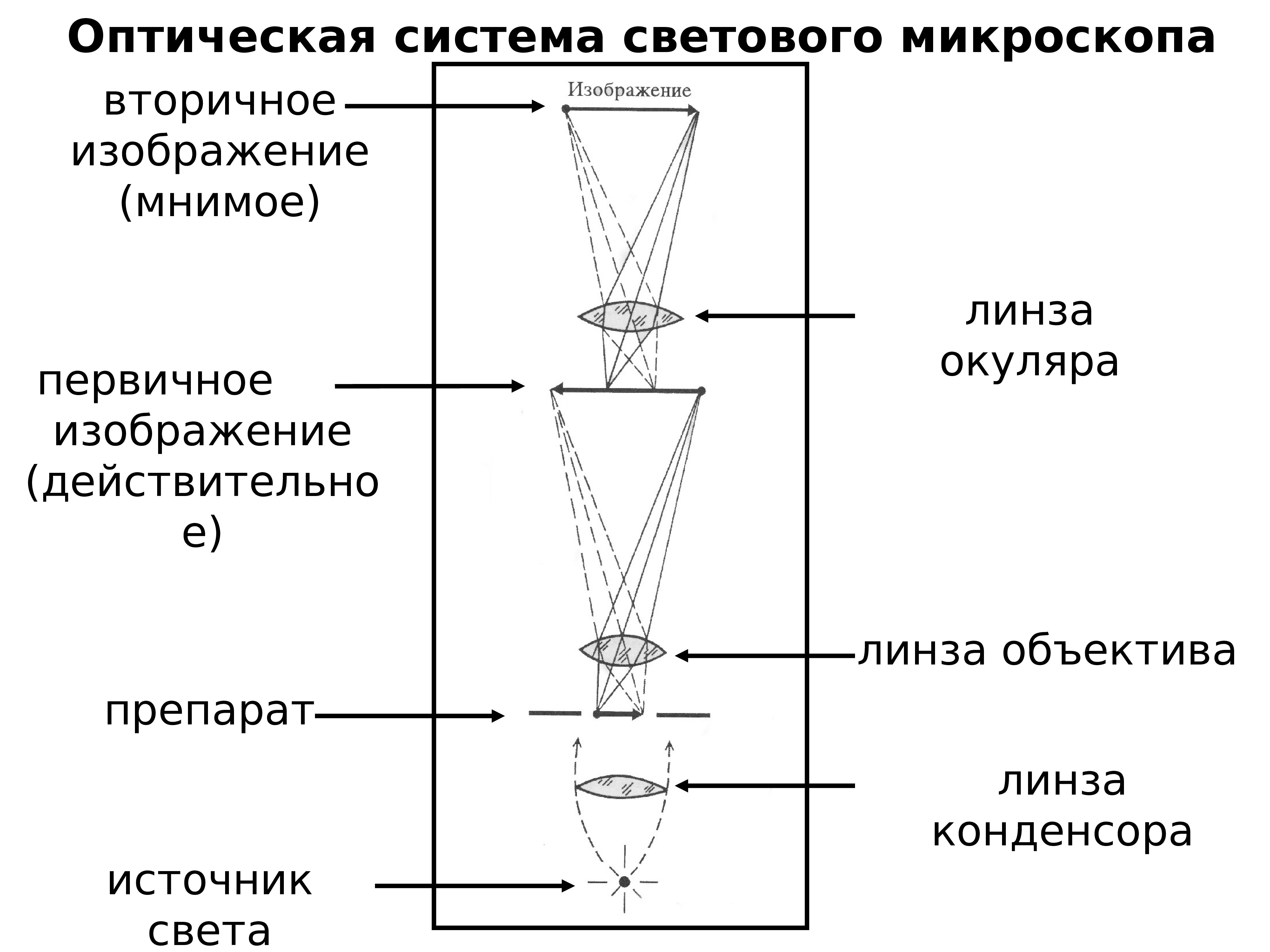 Микроскоп схема. Оптическая система светового микроскопа. Оптическая схема микроскопа. Микроскоп отраженного света схема. Принцип действия светового микроскопа.