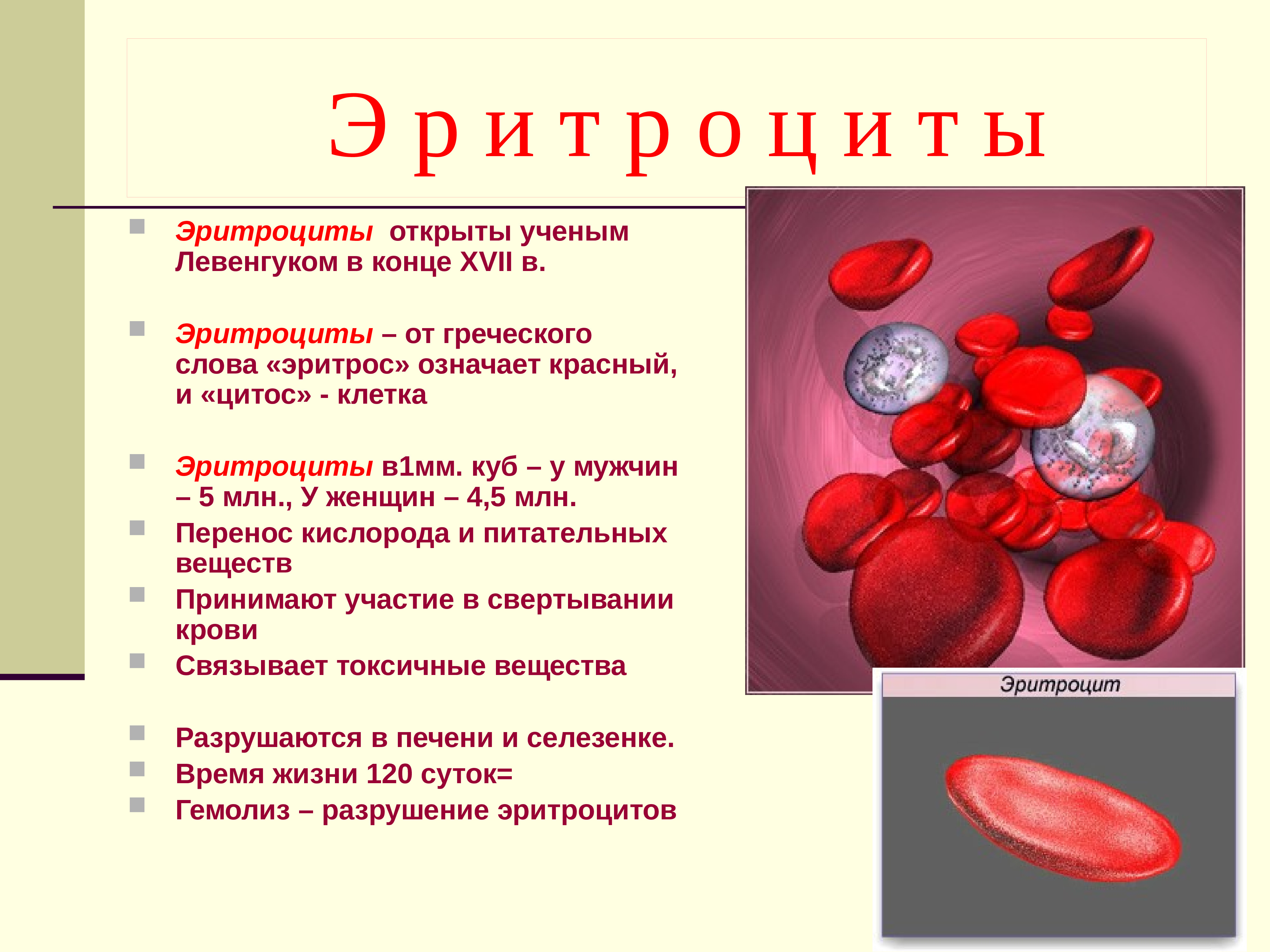 Где вырабатывается кровь. Эритроциты. Эритроциты в крови. Строение эритроцитов в крови.