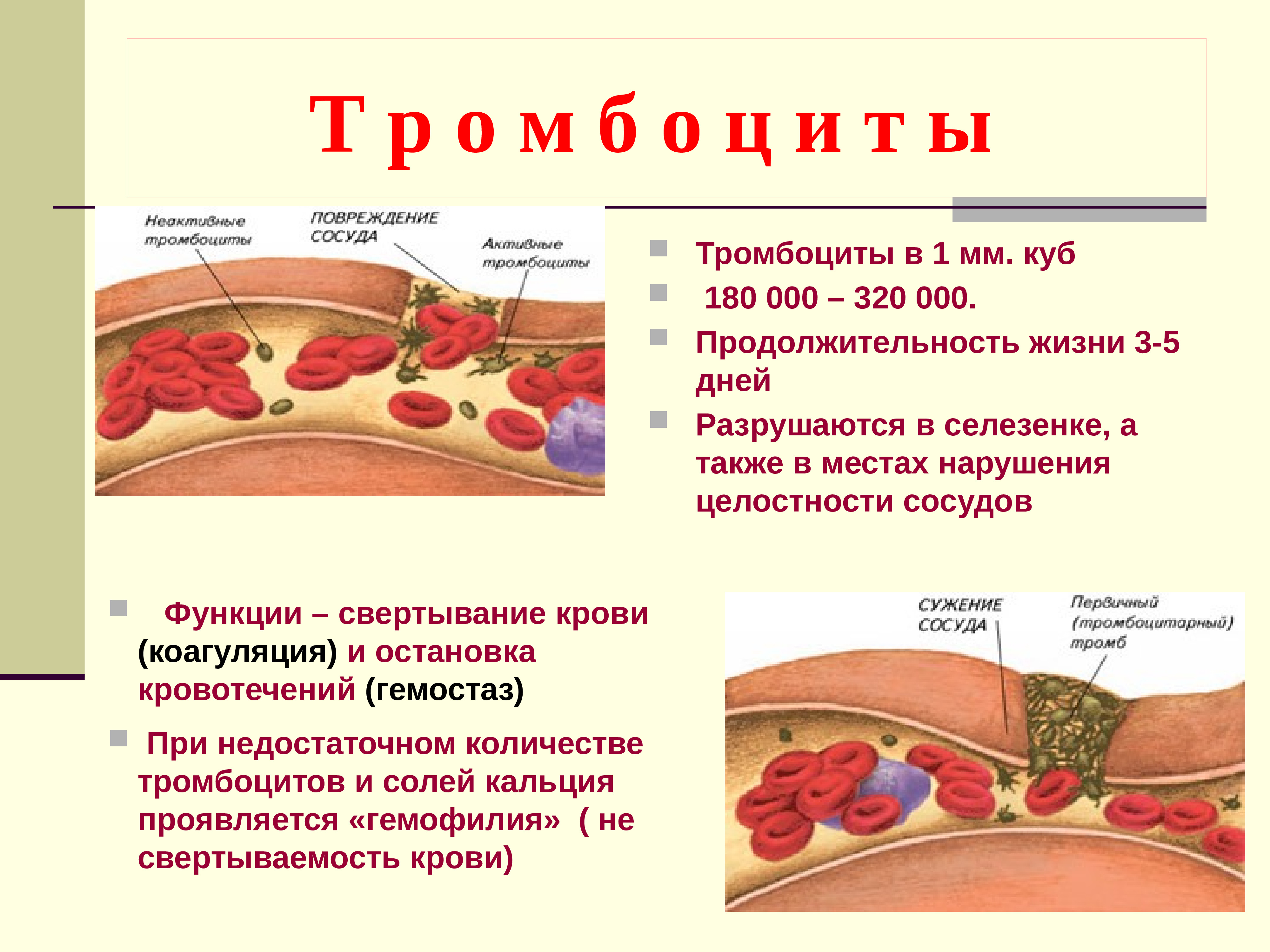 Где вырабатывается кровь. Внутренняя среда организма. Тромбоциты образование тромба. Кровь как внутренняя среда организма. Местооброзования тромбоцитов.
