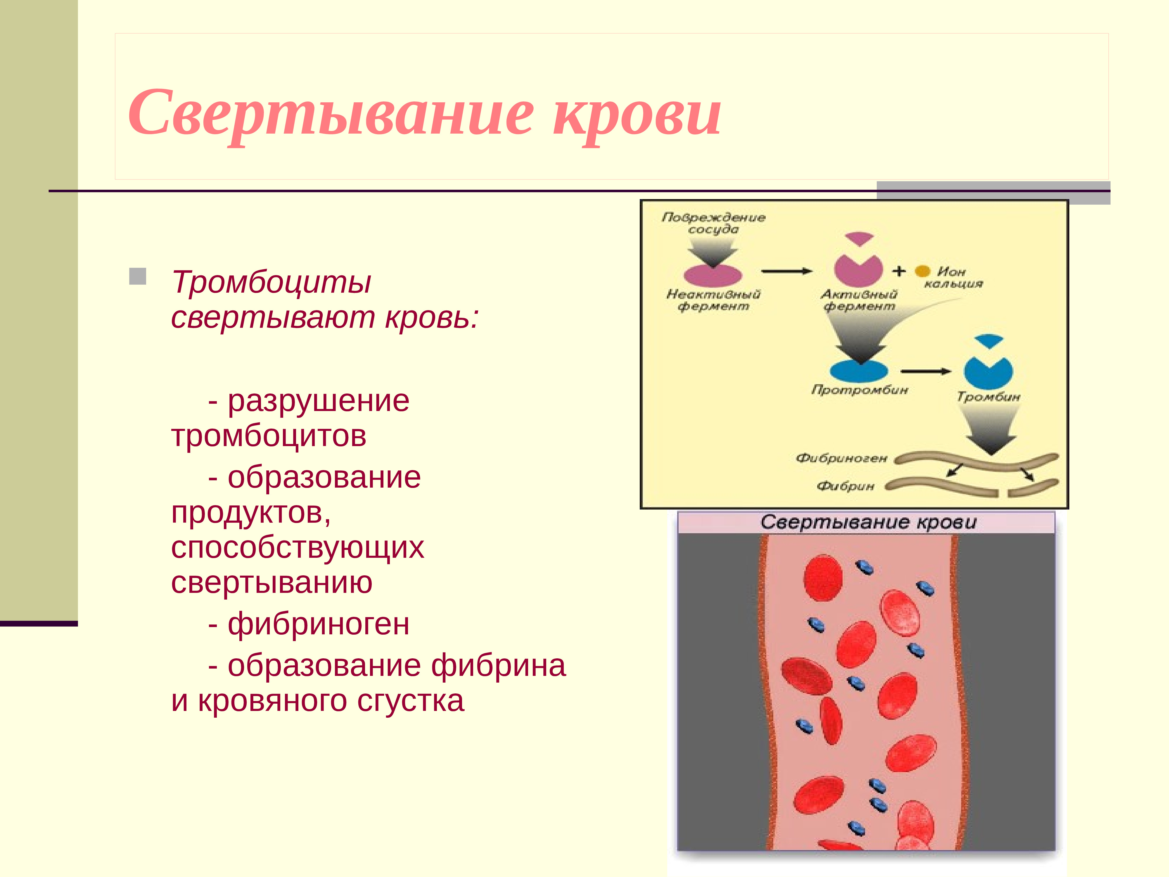 Фермент тромбоцитов. Схема свертывания крови образование сгустка. Роль форменных элементов крови в процессе свёртывания. Тромбоциты этапы свертывания крови. Функция лейкоцитов свертывание крови.