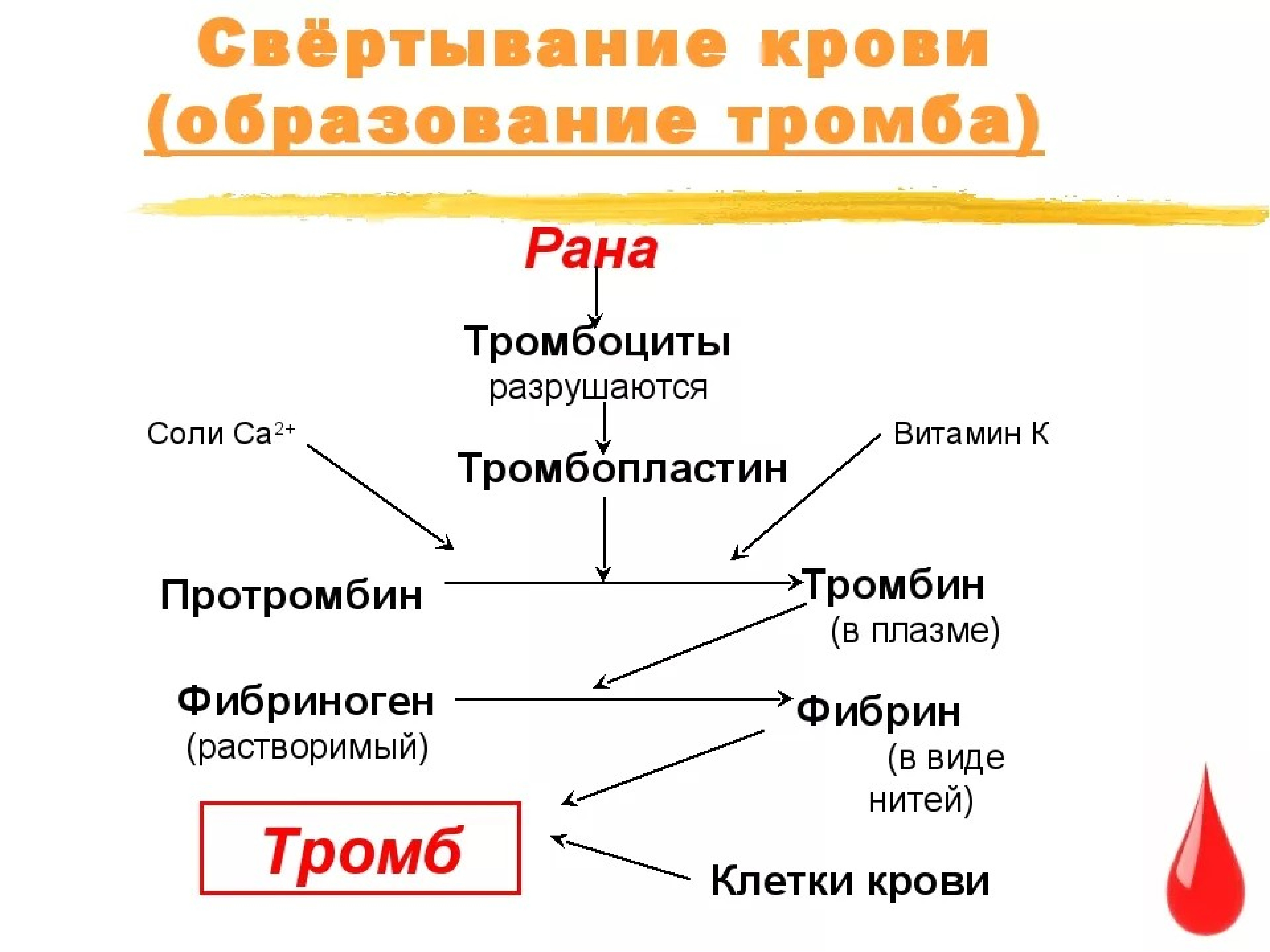 Что Можно Купить В Турции От Тромбообразования