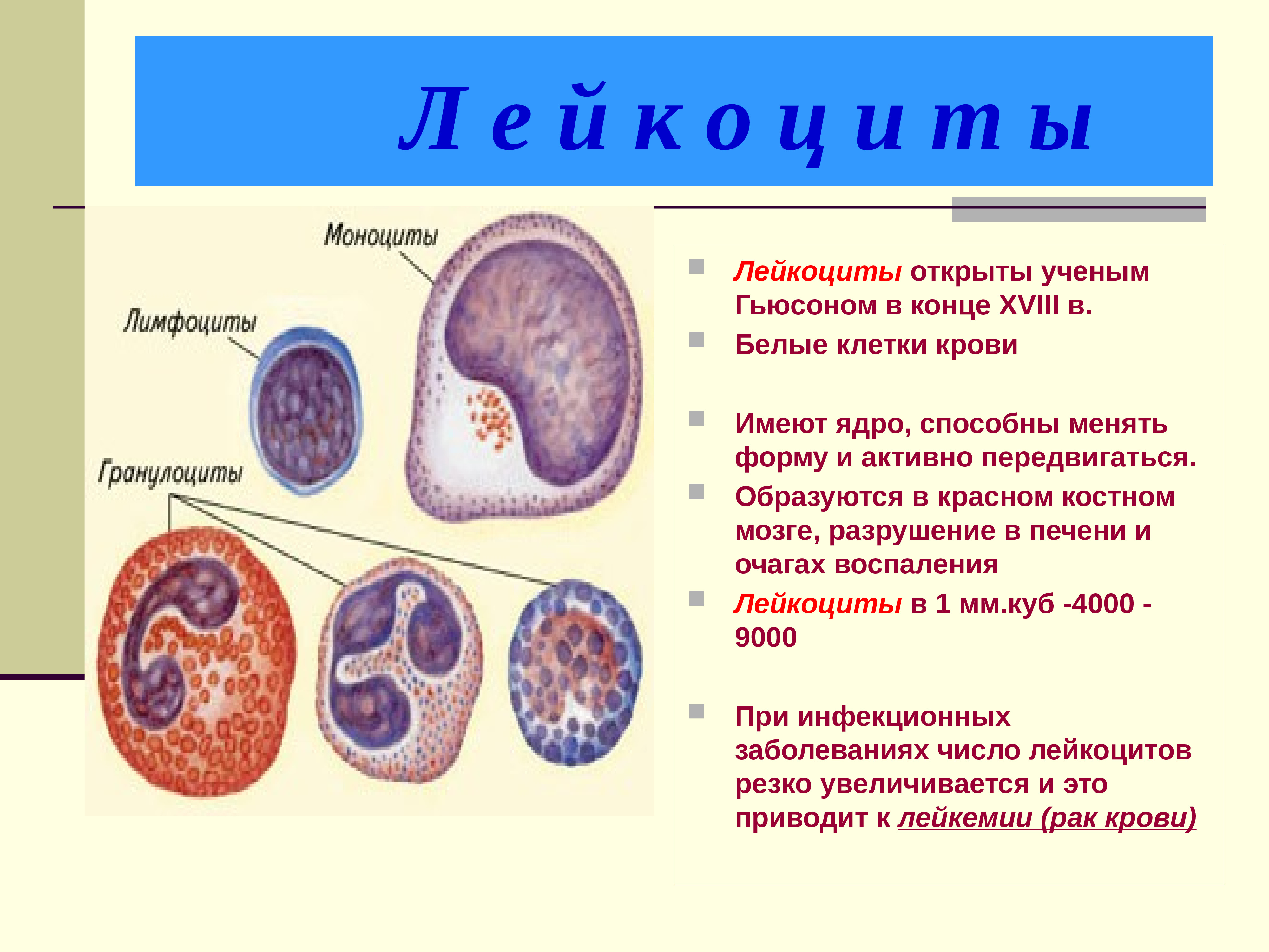 Лейкоциты строение. Лейкоциты строение клетки. Состав и строение лейкоцитов. Лейкоциты форма и строение. Форма клетки лейкоцитов у человека.