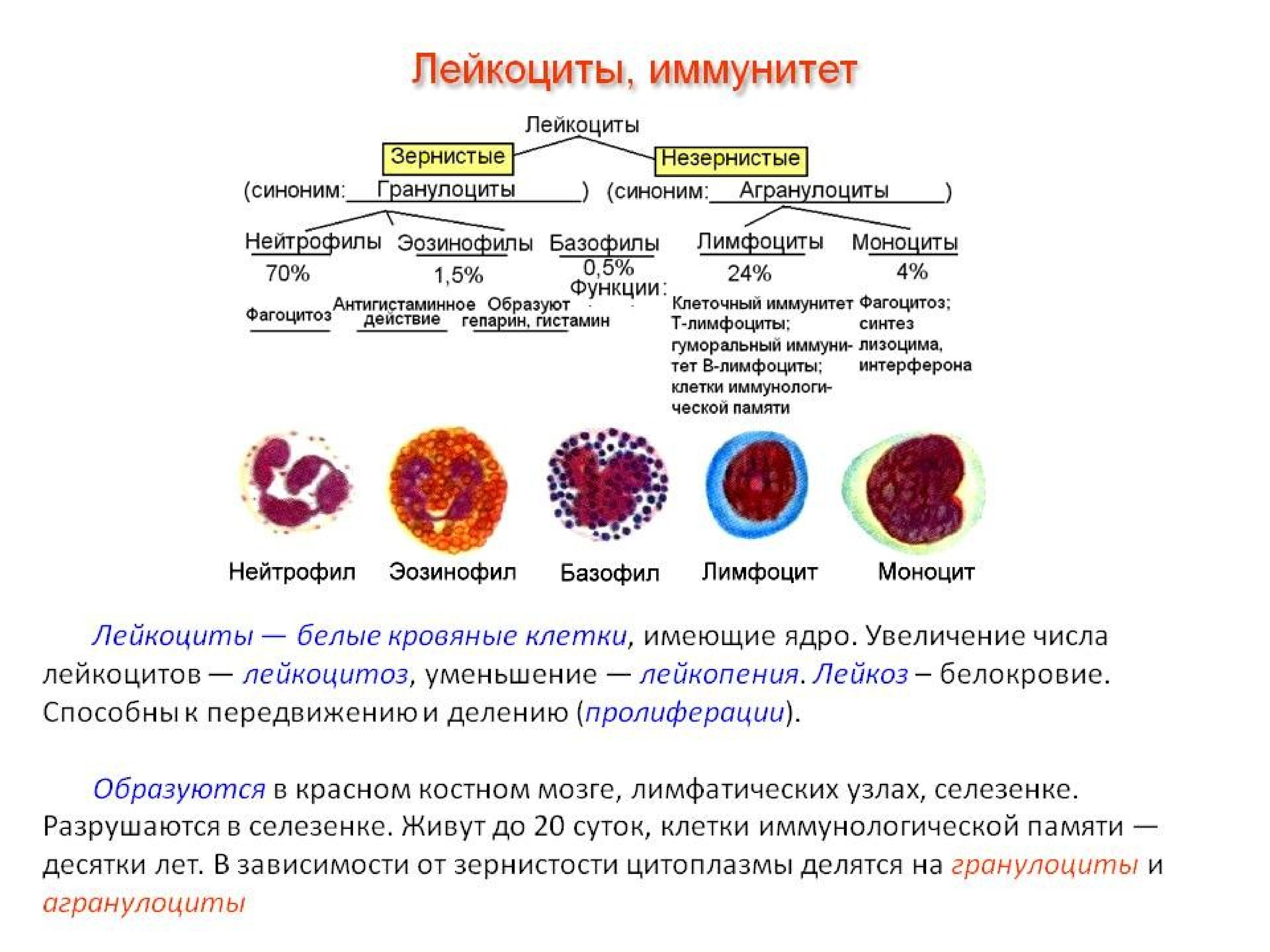 Как обозначаются лимфоциты в крови