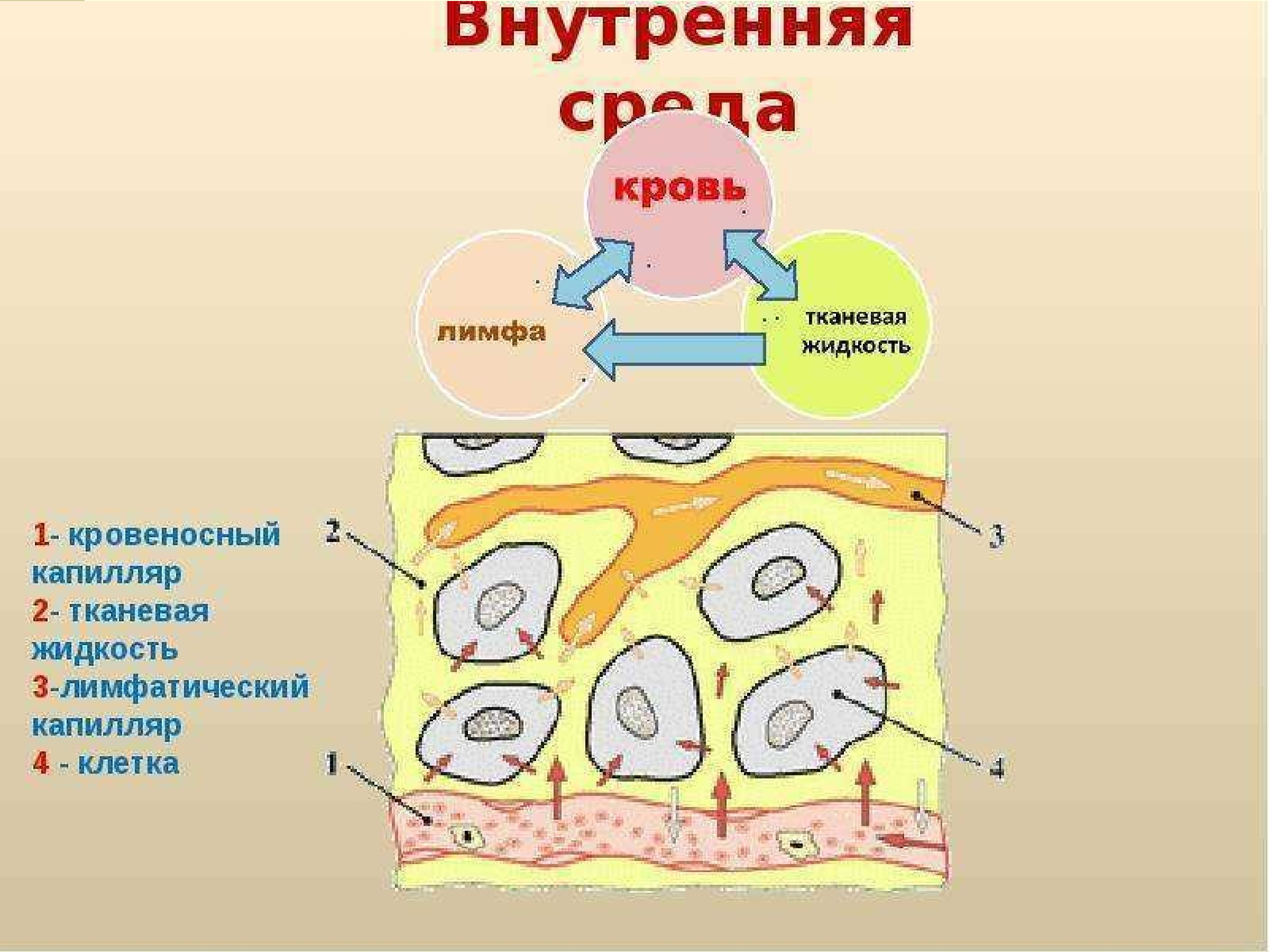 Взаимосвязь между клетками и органами. Внутренняя среда организма тканевая жидкость лимфа. Схема взаимосвязей компонентов внутренней среды. Схема образования тканевой жидкости. Внутренняя среда организма кровь тканевая жидкость.