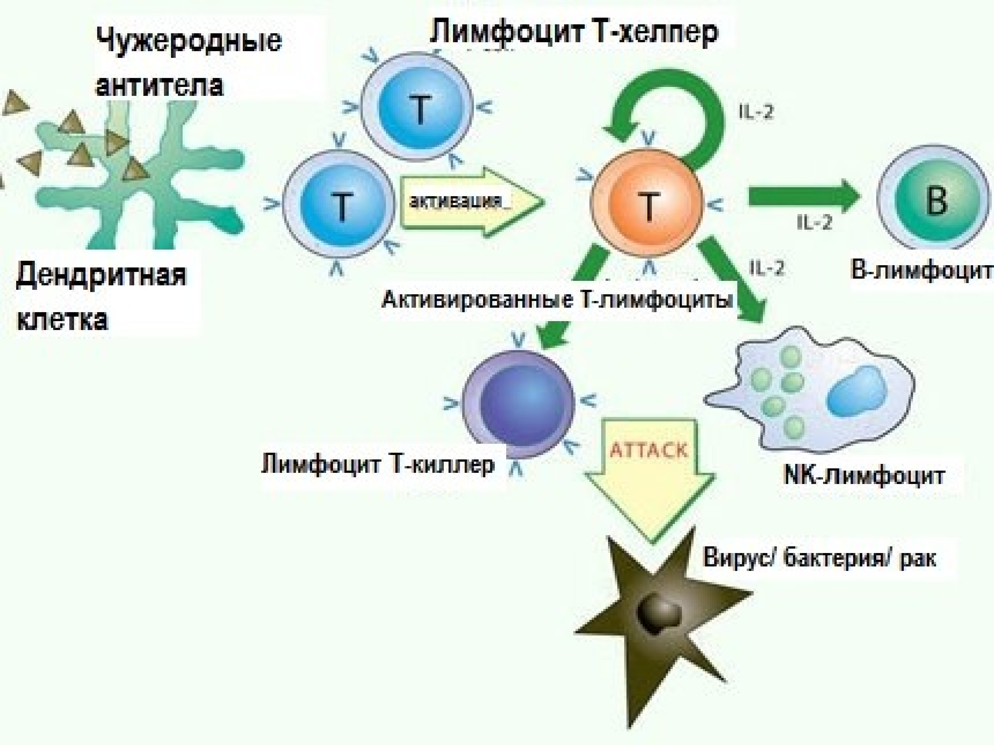 Макрофаги антитела