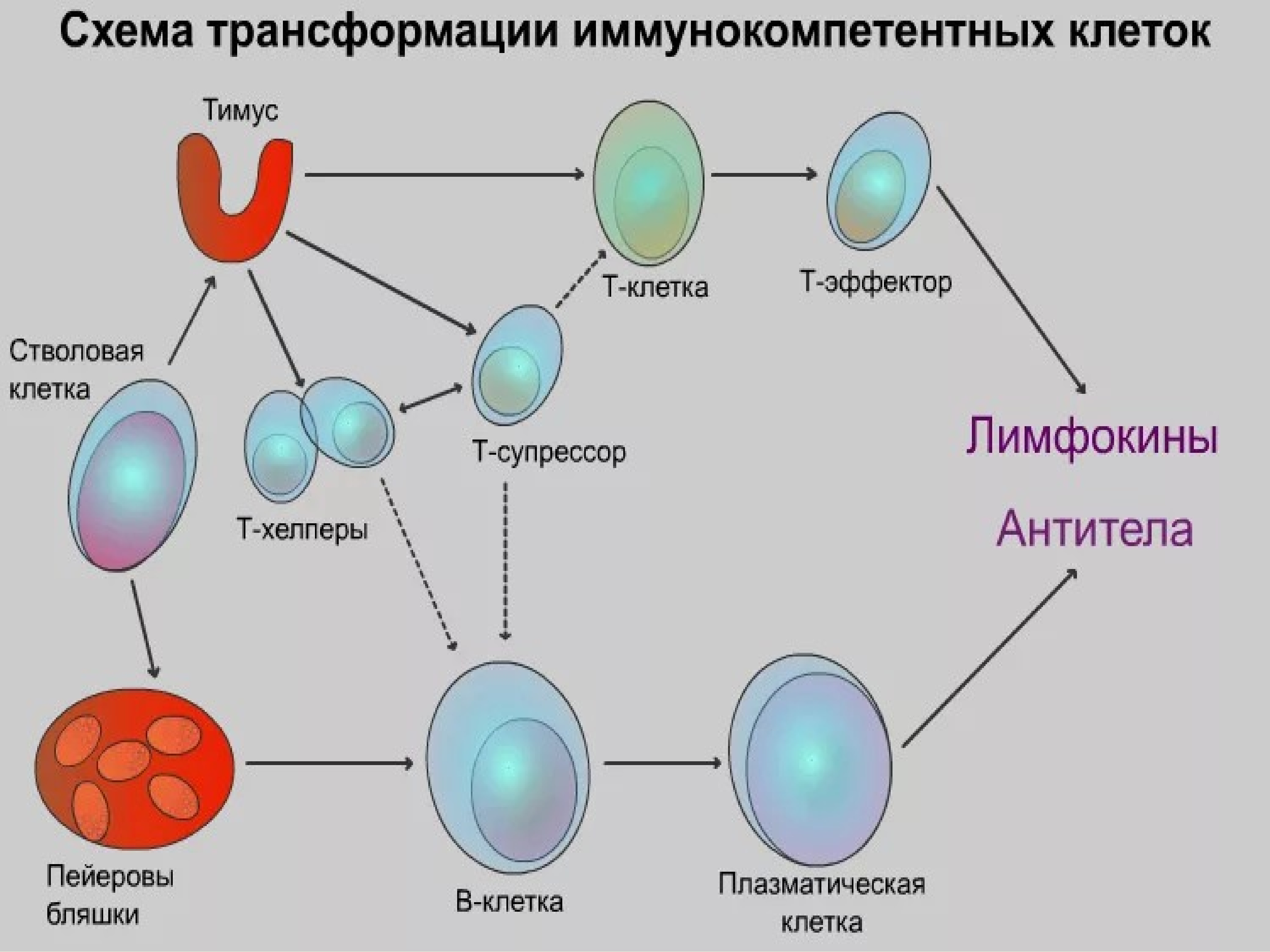 Клетки иммунной системы. Схема органы иммунитета и иммунокомпетентные клетки. Т-клетки иммунной системы. Механизм взаимодействия иммунокомпетентных клеток. Иммунокомпетентные клетки фагоциты и схема.