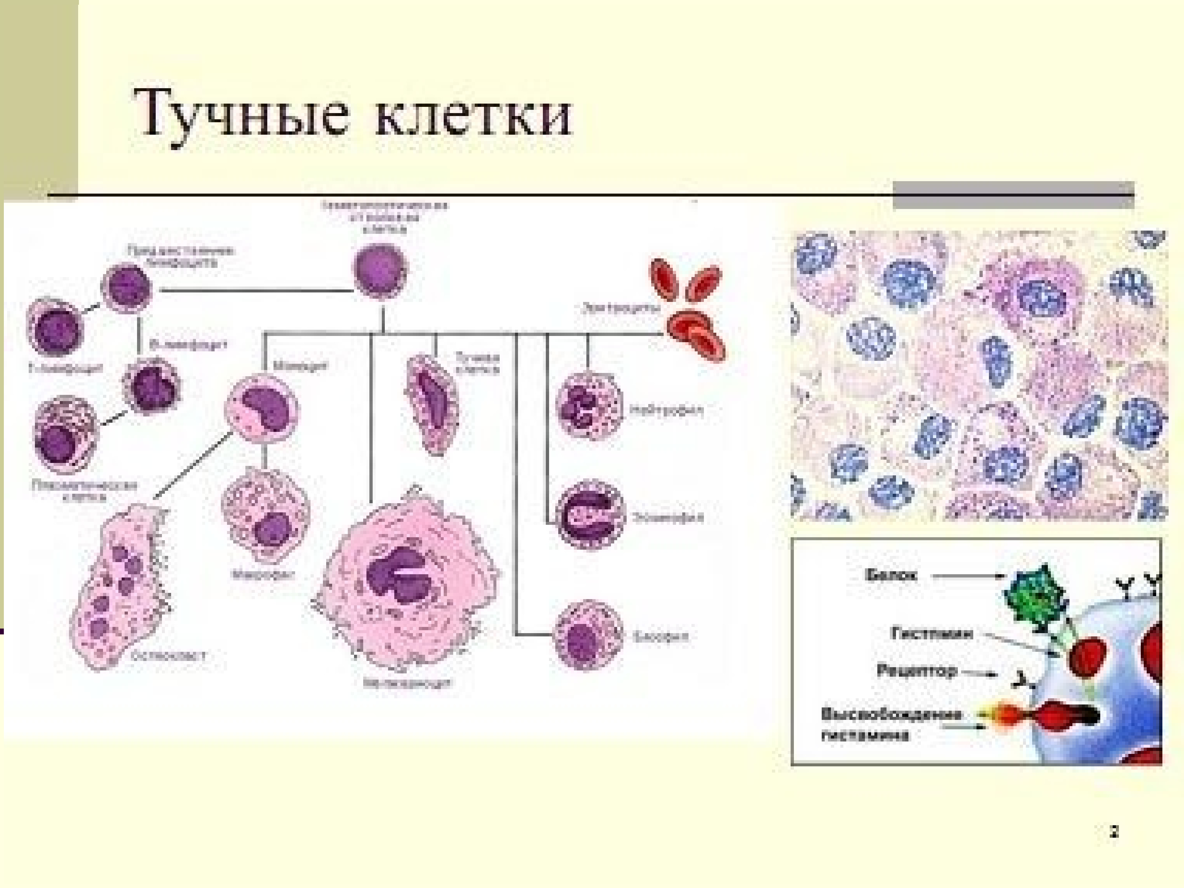 Тучные клетки рисунок