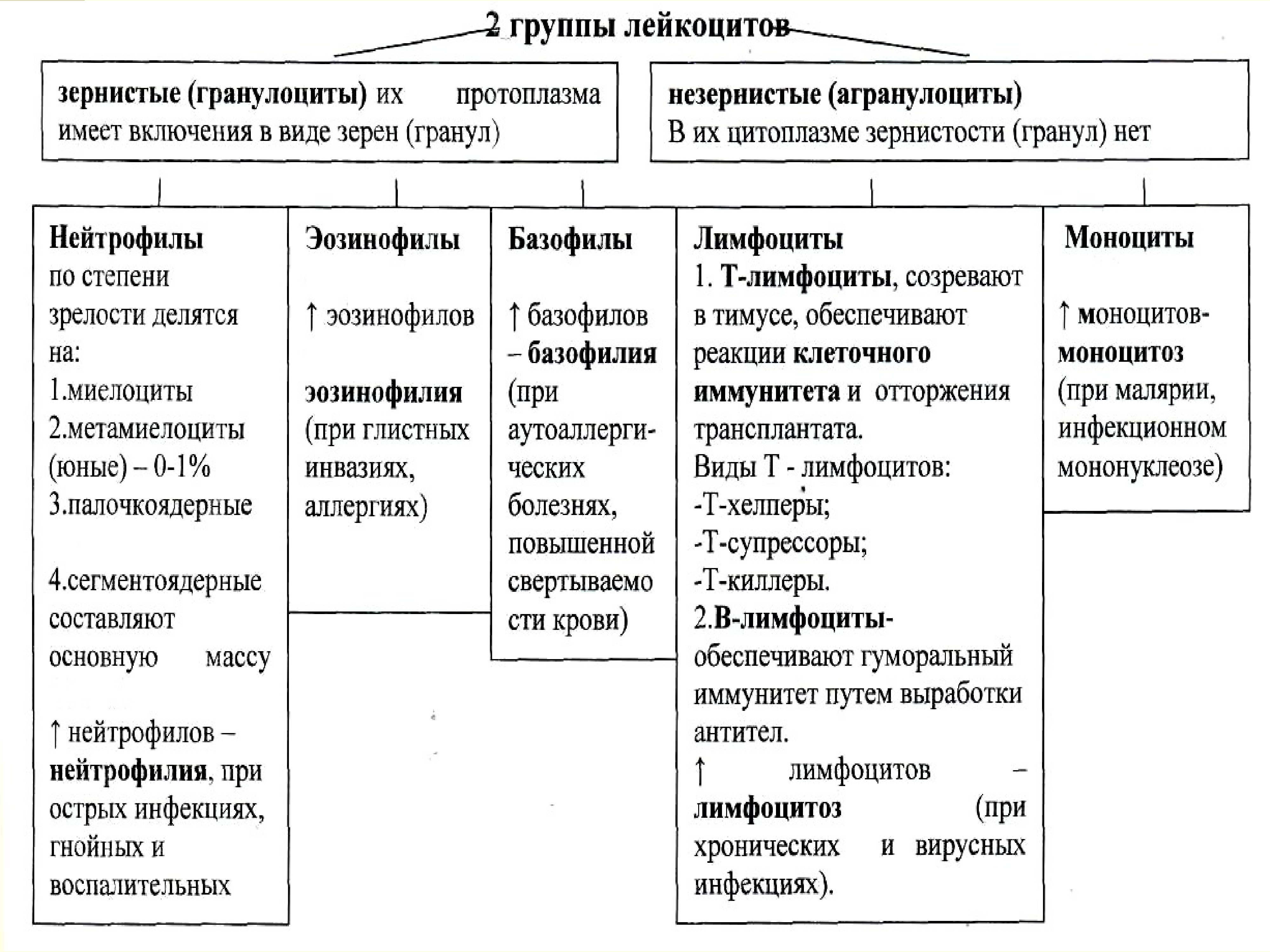 Группы лимфоцитов