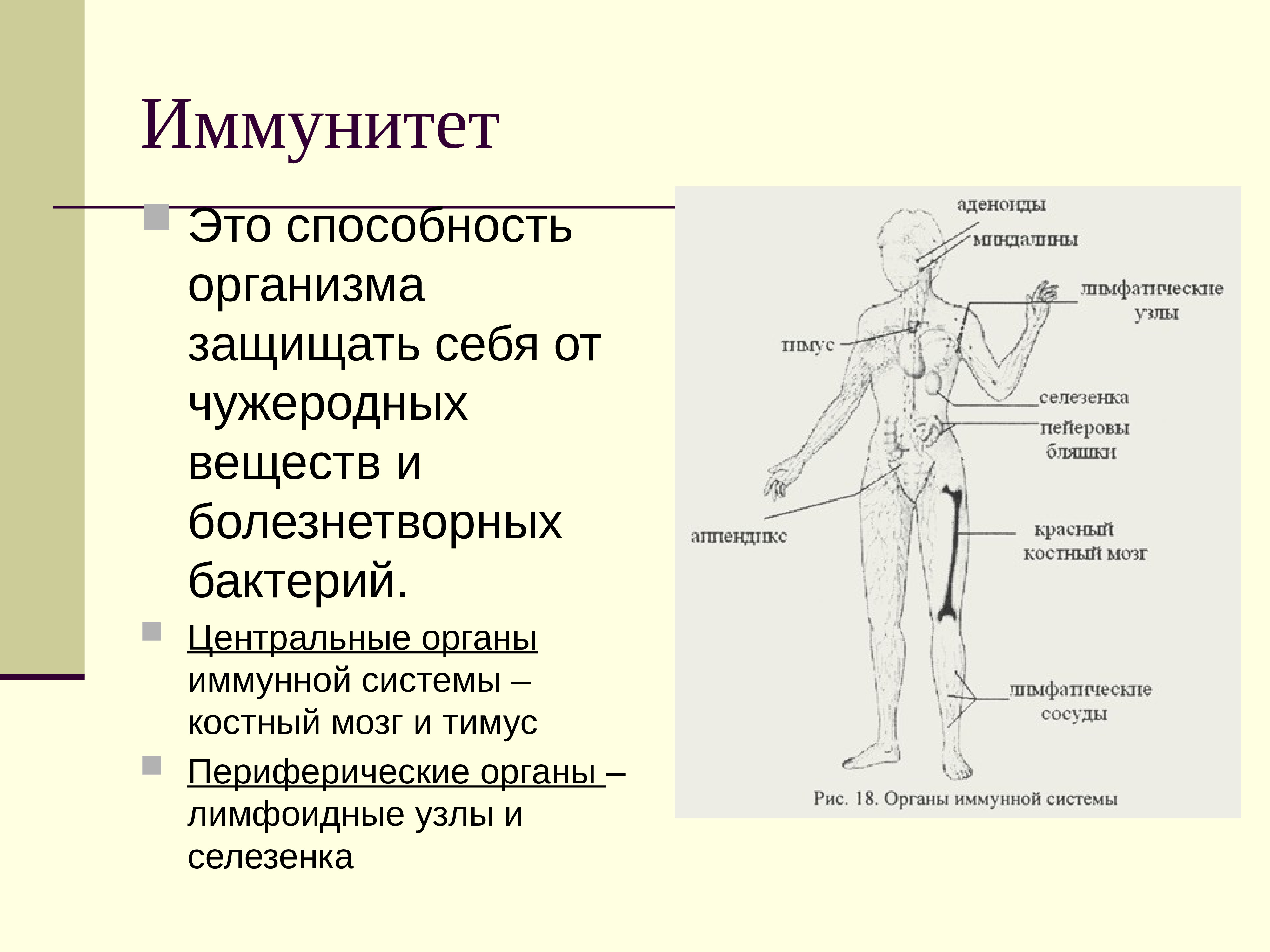 Иммунная система это